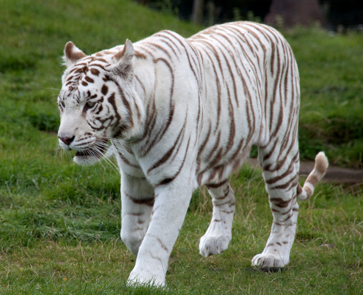 A white tiger walking to the left of the camera, because a picture of the Thai language felt less interesting