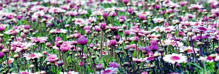 A field of pink-to-purple flowers blooming in a grassy field
