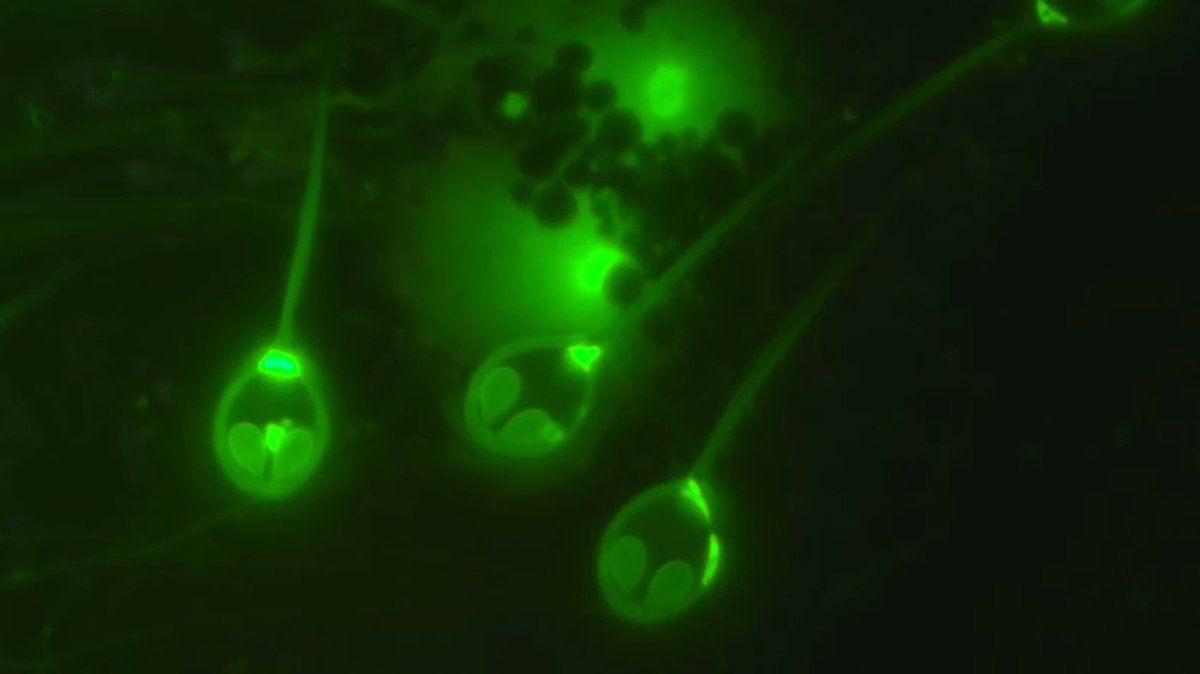 oh my god twitter doesn’t include alt text from images in their API