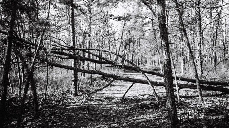 oh my god twitter doesn’t include alt text from images in their API